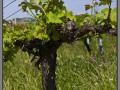 Vineyard Pares Balta, near Barcelona