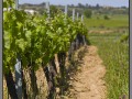 Vineyard Pares Balta, near Barcelona