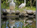 Indonesia, Bali, birds park