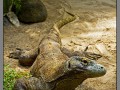 Indonesia, Bali, reptile park