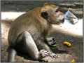 Indonesia; Bali; monkey forest