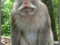 Indonesia; Bali; monkey forest