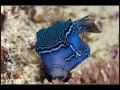 Striped Boxfish Male