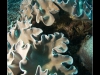 Komodo, Flores sea, Indian Ocean, Indonesia