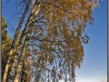 Finland, Pulkkilanharju lake