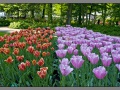 Amsterdam, Keukenhof