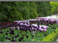 Amsterdam, Keukenhof