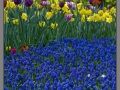 Amsterdam, Keukenhof