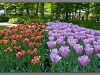 Amsterdam, Keukenhof