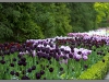 Amsterdam, Keukenhof