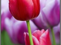 Amsterdam, Keukenhof