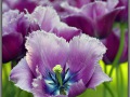 Amsterdam, Keukenhof