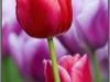 Amsterdam, Keukenhof