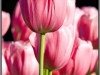 Amsterdam, Keukenhof