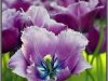 Amsterdam, Keukenhof