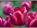 Amsterdam, keukenhof
