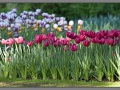 Amsterdam, keukenhof