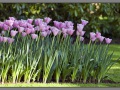 Amsterdam, keukenhof