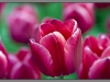 Amsterdam, keukenhof