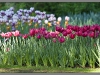 Amsterdam, keukenhof