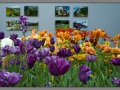 Keukenhof_006