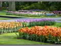 Keukenhof_007