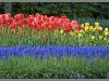 Keukenhof_004