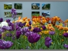 Keukenhof_006
