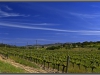 Vineyard Pares Balta, near Barcelona