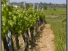 Vineyard Pares Balta, near Barcelona