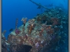Egypt, Northern Red sea, Carnatic wreck