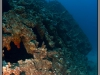 Egypt, Northern Red sea, Carnatic wreck
