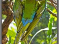 Indonesia, Bali, birds park