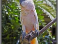 Indonesia, Bali, birds park