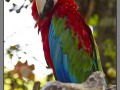 Indonesia, Bali, birds park