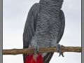 Indonesia, Bali, birds park