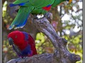 Indonesia, Bali, birds park