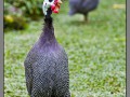 Indonesia, Bali, birds park