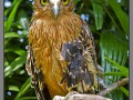 Indonesia, Bali, birds park