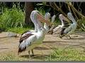 Indonesia, Bali, birds park