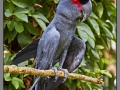Indonesia, Bali, birds park