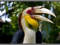 Indonesia, Bali, birds park