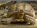 Indonesia, Bali, reptile park
