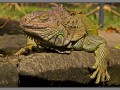 Indonesia, Bali, reptile park