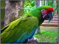 Indonesia; Bali; Birds Park