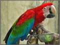 Indonesia; Bali; Birds Park
