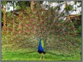 Indonesia; Bali; Birds Park