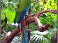 Indonesia; Bali; Birds Park