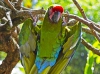 Indonesia, Bali, birds park