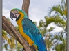 Indonesia, Bali, birds park